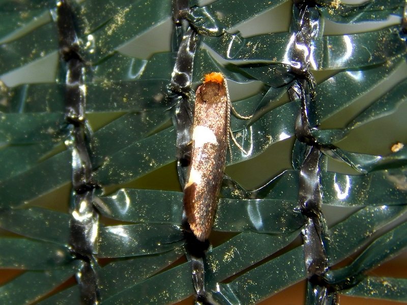 Incurvaria masculella - Incurvariidae